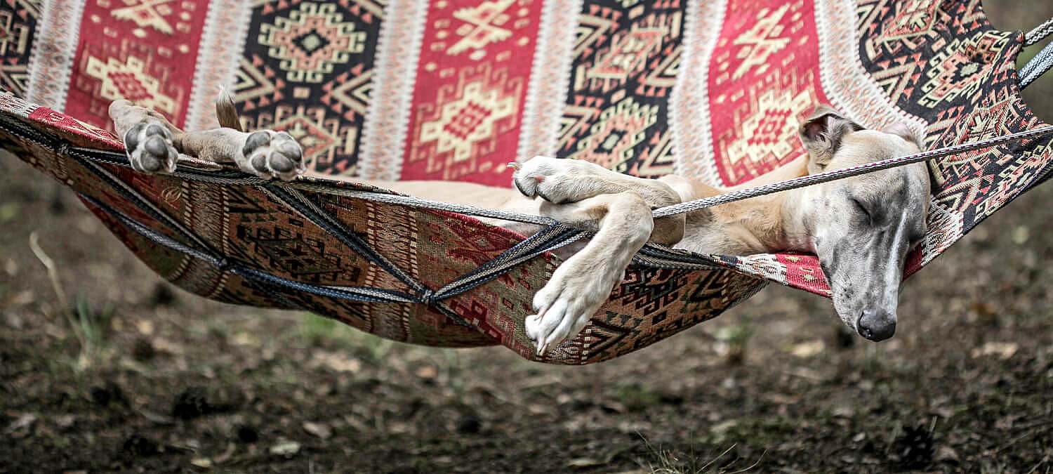 Rosa Sala historyczna.